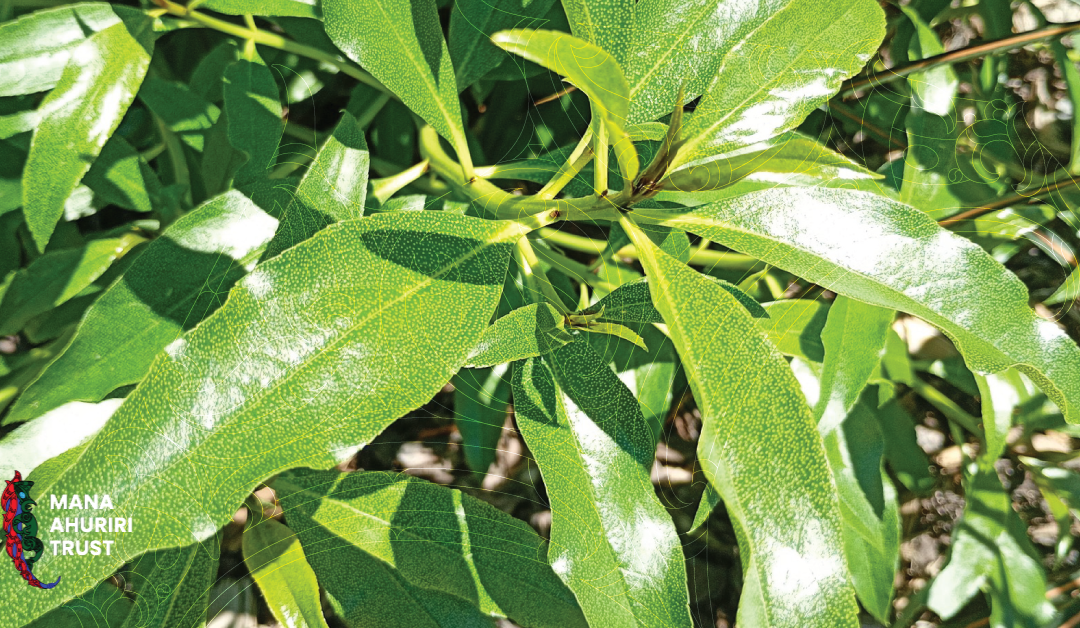 ManaAhuriri Trust 2025 Trustee Election