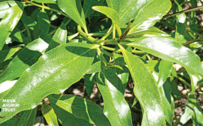 ManaAhuriri Trust 2025 Trustee Election