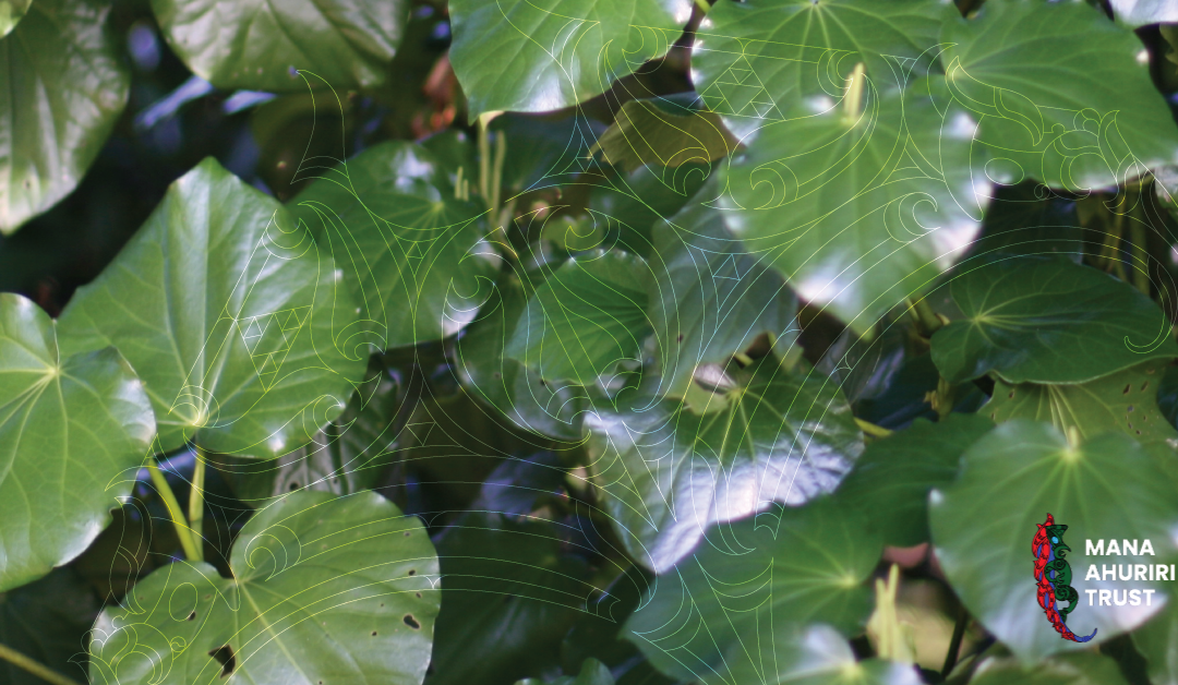 Project Manager – Taiao Programmes