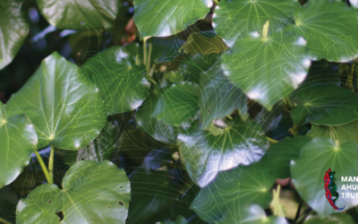 Project Manager – Taiao Programmes