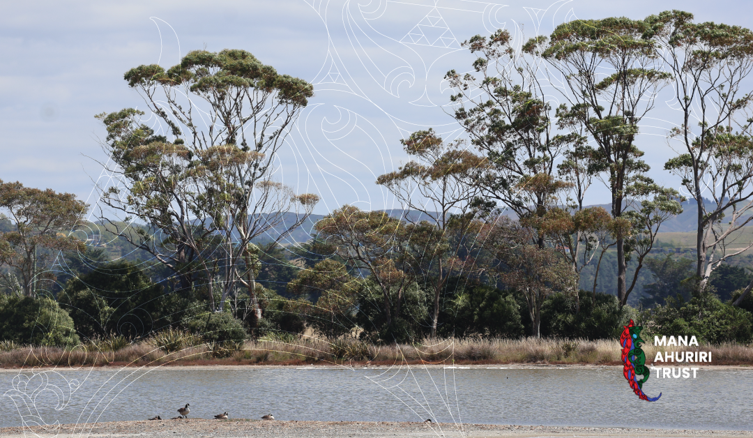 Te Muriwai o Te Whanga Post Launch Panui