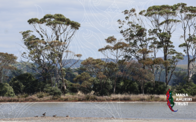 Te Muriwai o Te Whanga Post Launch Panui